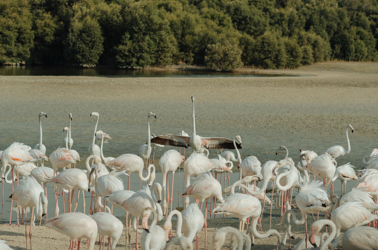 Превью Dubai 2022